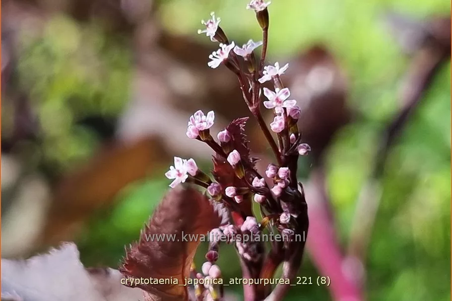 Cryptotaenia japonica 'Atropurpurea'