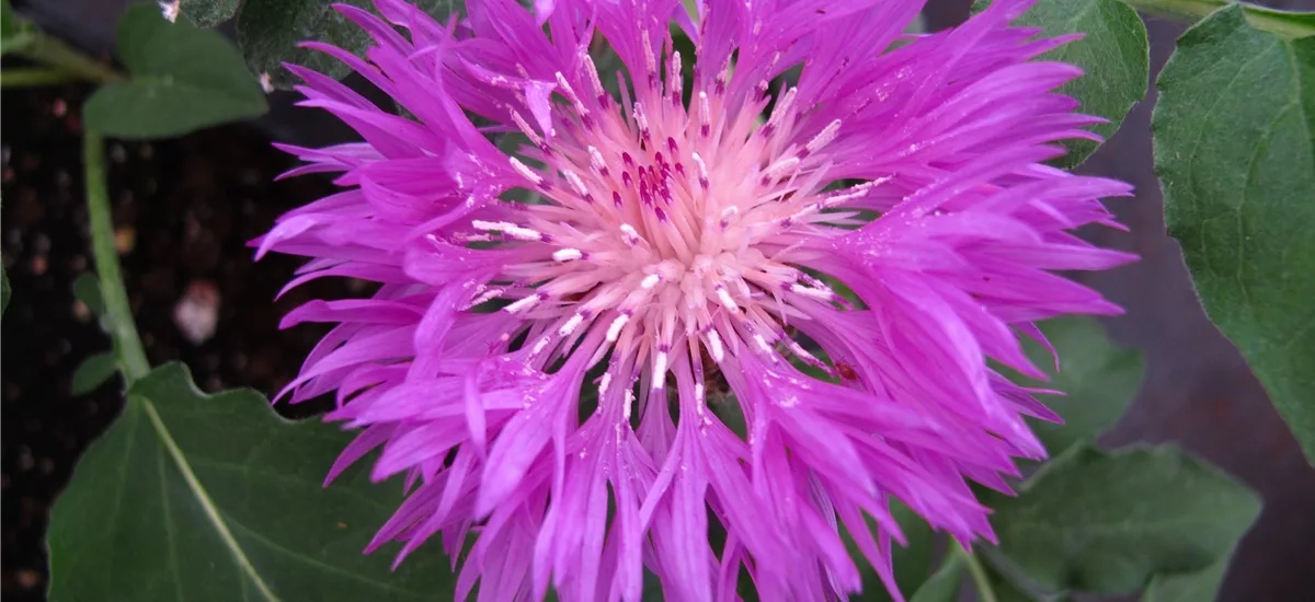 Centaurea dealbata