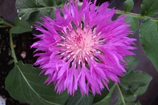 Centaurea hypoleuca 'John Coutts'