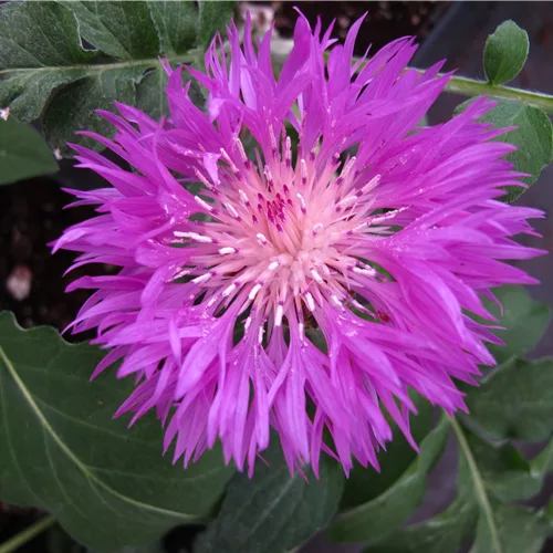 Centaurea hypoleuca 'John Coutts'