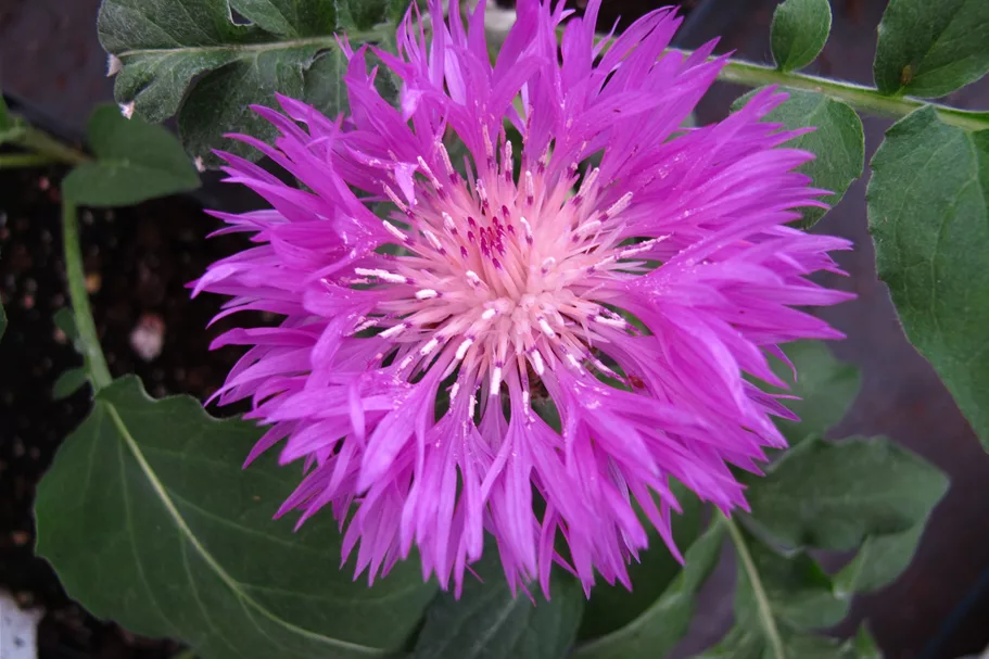 Centaurea hypoleuca 'John Coutts'