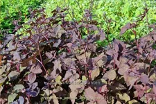 Cryptotaenia japonica 'Atropurpurea'