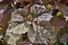 Cryptotaenia japonica 'Atropurpurea'