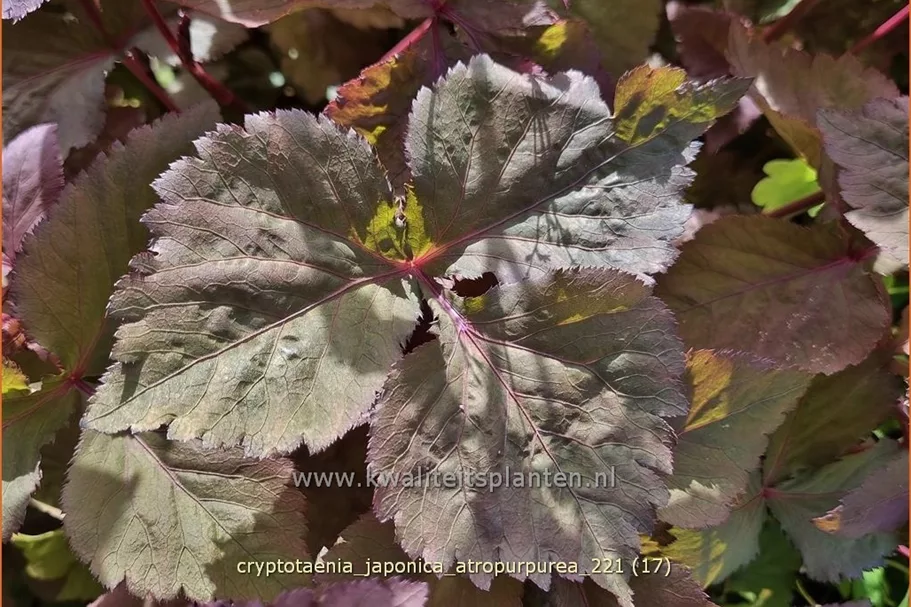 Cryptotaenia japonica 'Atropurpurea'