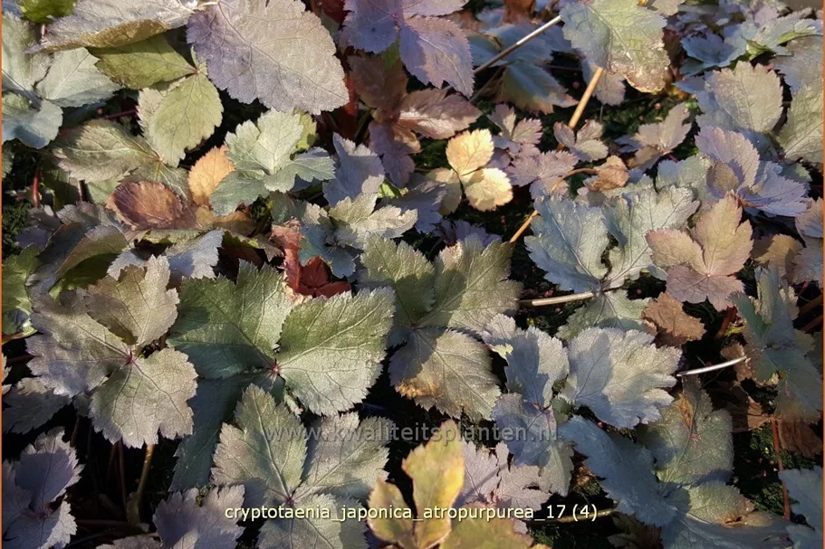 Cryptotaenia japonica 'Atropurpurea'