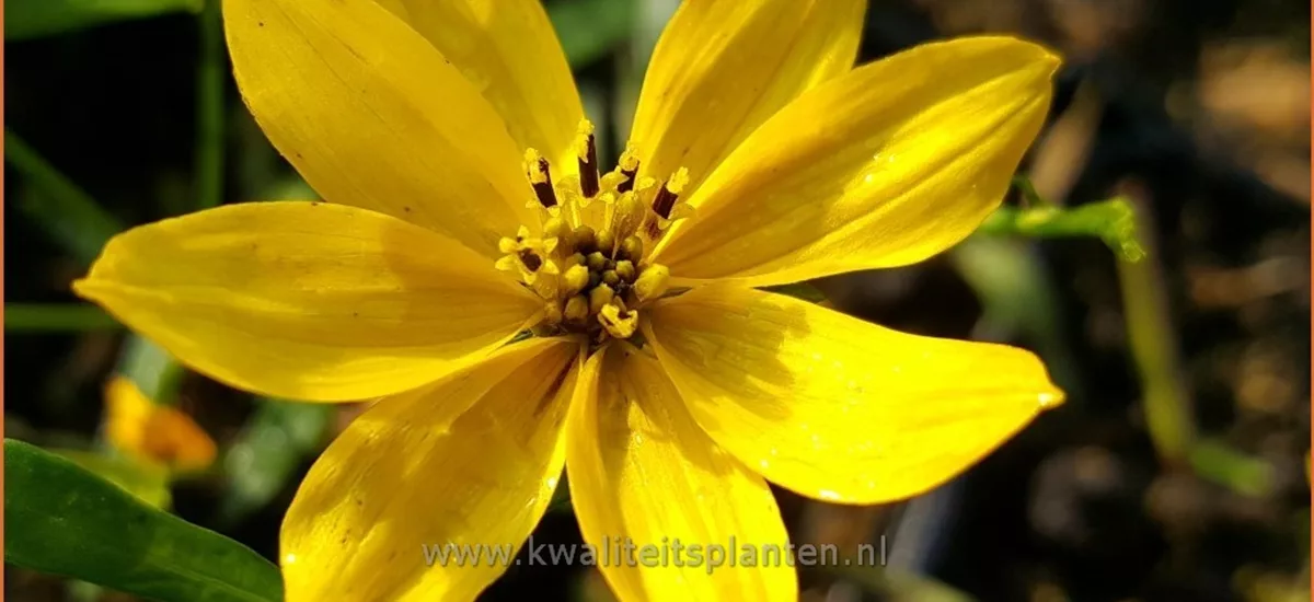 Coreopsis 'El Dorado'