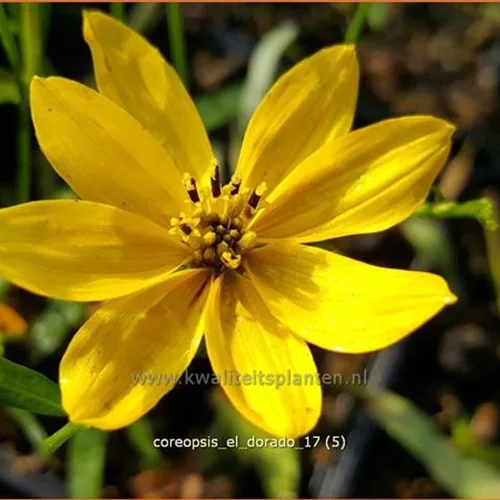 Coreopsis 'El Dorado'