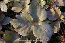 Cryptotaenia japonica 'Atropurpurea'