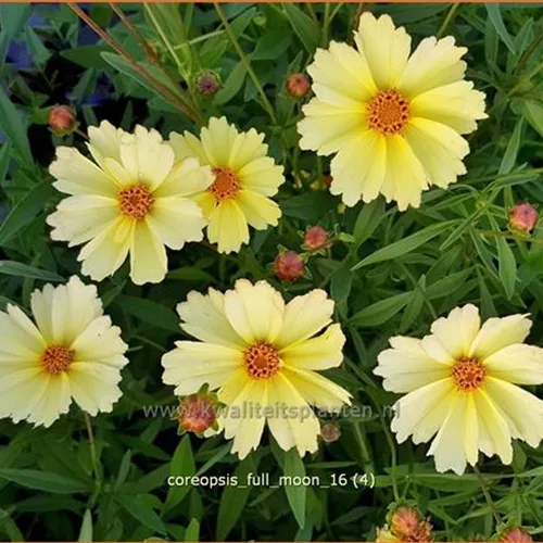 Coreopsis 'Full Moon'