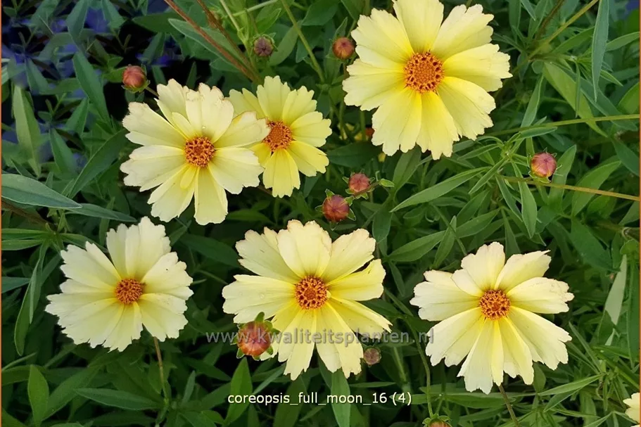 Coreopsis 'Full Moon'