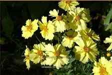 Coreopsis 'Full Moon'