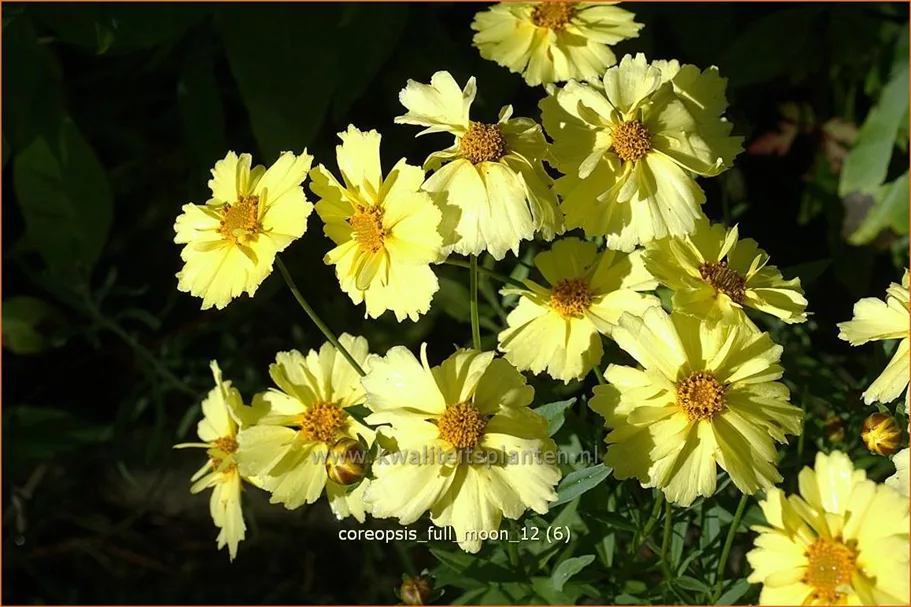Coreopsis 'Full Moon'