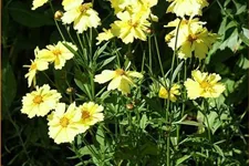 Coreopsis 'Full Moon'