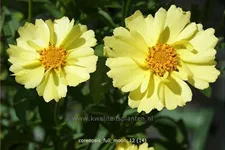 Coreopsis 'Full Moon'