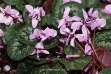 Cyclamen coum