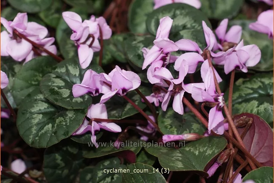 Cyclamen coum