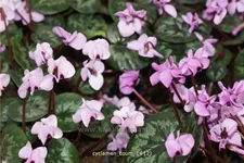 Cyclamen coum