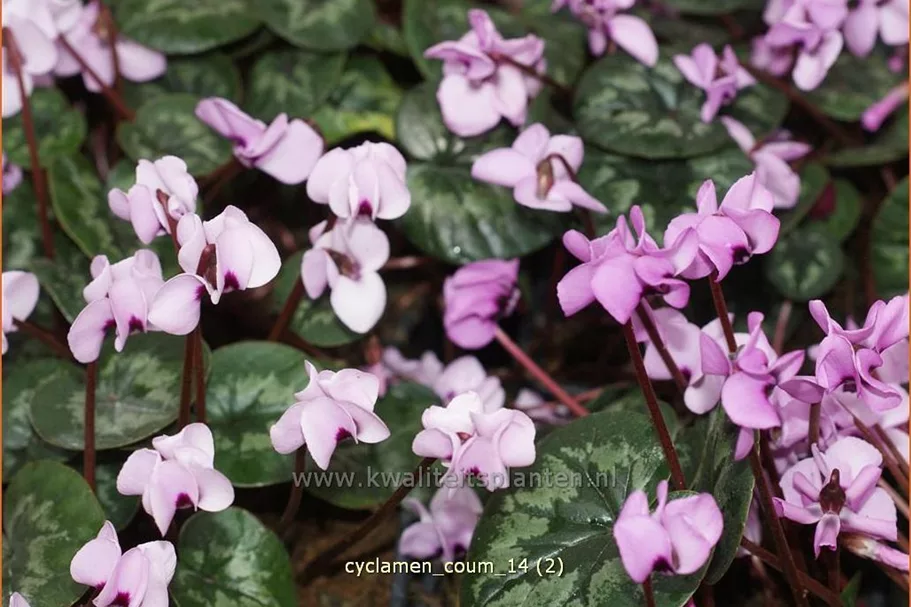 Cyclamen coum