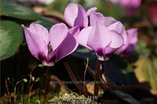 Cyclamen coum