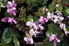 Cyclamen coum