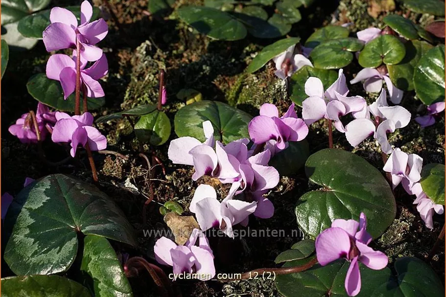 Cyclamen coum