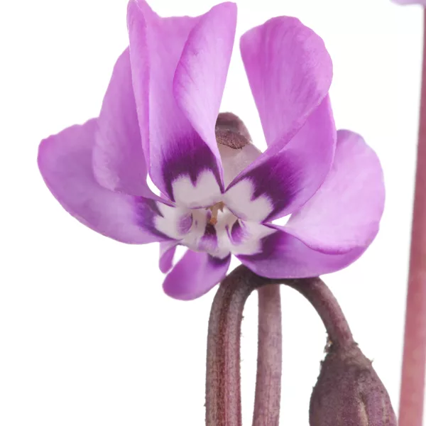 Cyclamen coum