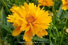 Coreopsis grandiflora 'Early Sunrise'