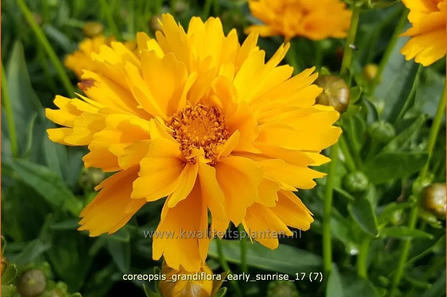 Coreopsis grandiflora 'Early Sunrise'
