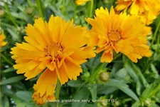 Coreopsis grandiflora 'Early Sunrise'
