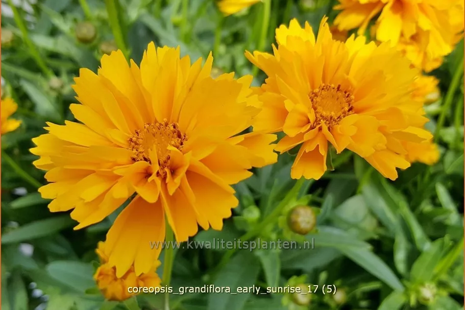 Coreopsis grandiflora 'Early Sunrise'