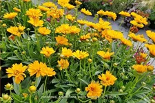 Coreopsis grandiflora 'Early Sunrise'