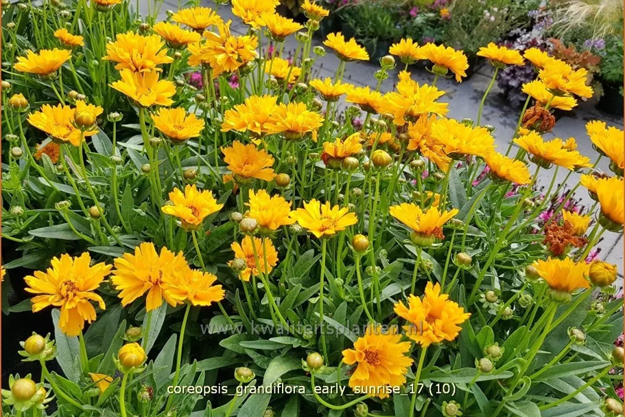 Coreopsis grandiflora 'Early Sunrise'