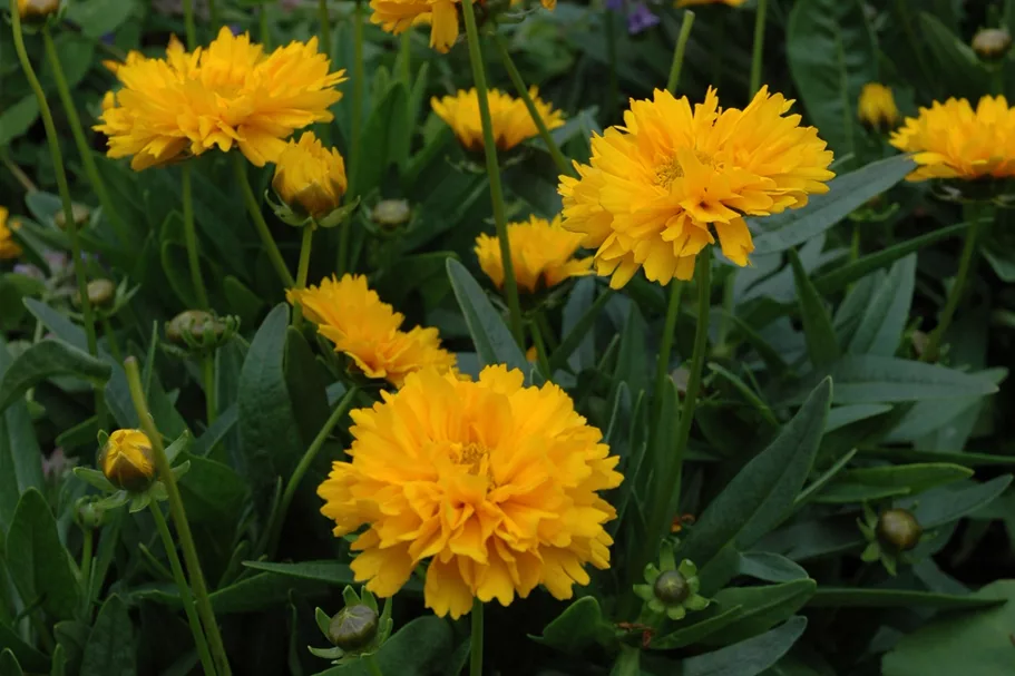 Coreopsis grandiflora 'Early Sunrise'