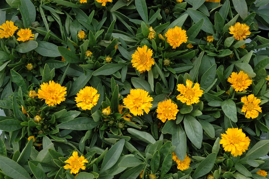 Coreopsis grandiflora 'Early Sunrise'