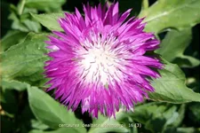 Centaurea dealbata 'Steenbergii'