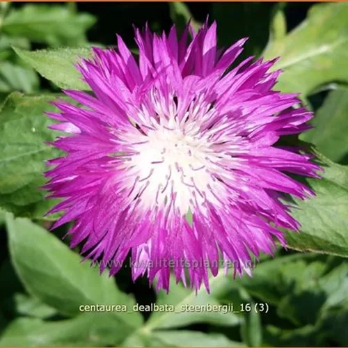 Centaurea dealbata 'Steenbergii'