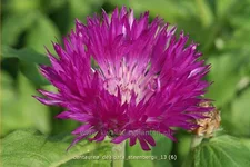Centaurea dealbata 'Steenbergii'
