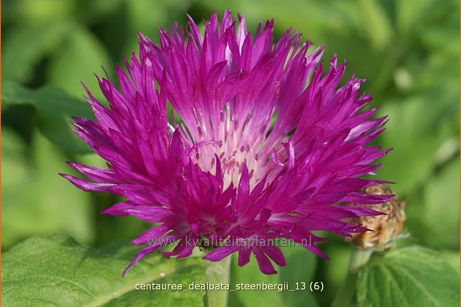 Centaurea dealbata 'Steenbergii'