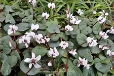 Cyclamen coum 'Album'