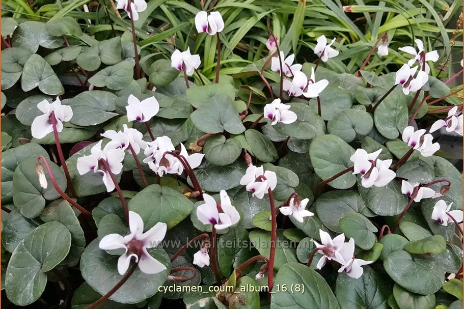 Cyclamen coum 'Album'