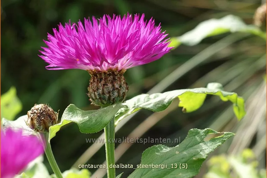 Centaurea dealbata 'Steenbergii'