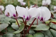 Cyclamen coum 'Album'