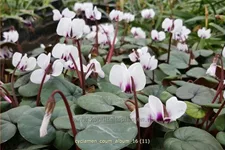 Cyclamen coum 'Album'