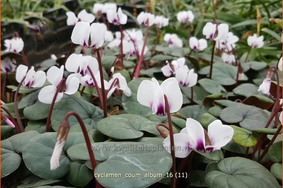 Cyclamen coum 'Album'