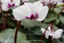 Cyclamen coum 'Album'