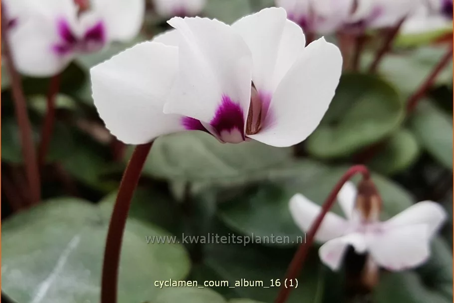 Cyclamen coum 'Album'
