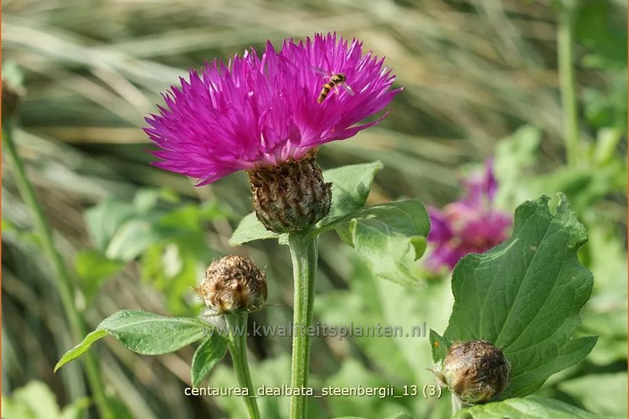 Centaurea dealbata 'Steenbergii'