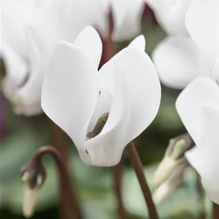 Cyclamen coum 'Album'