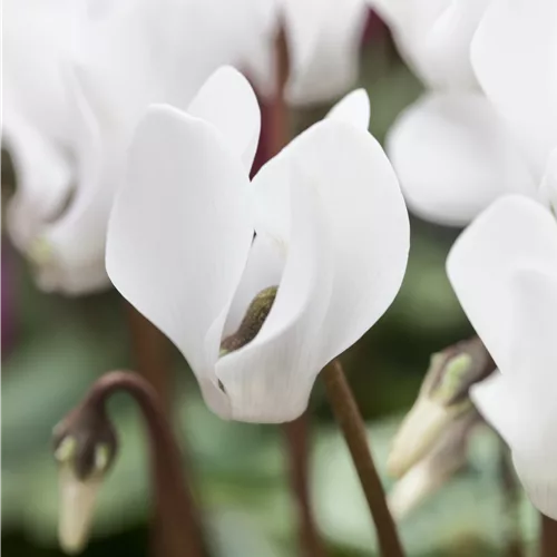 Cyclamen coum 'Album'