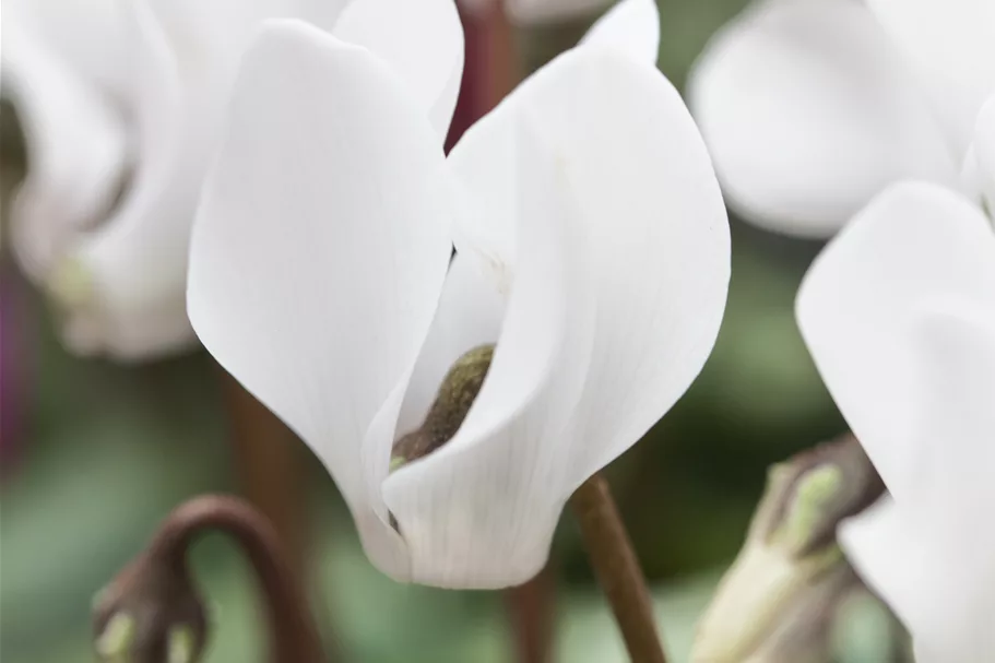 Cyclamen coum 'Album'